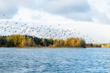 Kymijoki nehrinden büyük bir kaya midyesi sürüsü kalkıyor. Kuşlar güneye göç etmeye hazırlanıyor..