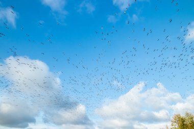 Büyük bir kaya midyesi sürüsü mavi gökyüzü arka planında uçuyor. Kuşlar güneye göç etmeye hazırlanıyor..