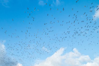 Büyük bir kaya midyesi sürüsü mavi gökyüzü arka planında uçuyor. Kuşlar güneye göç etmeye hazırlanıyor..
