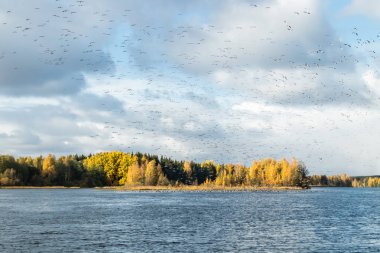 Büyük bir kaya midyesi sürüsü Kymijoki nehrinin üzerinde uçuyor ve suyun üzerinde oturuyor. Kuşlar güneye göç etmeye hazırlanıyor..
