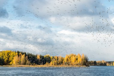 Büyük bir kaya midyesi sürüsü Kymijoki nehrinin üzerinde uçuyor ve suyun üzerinde oturuyor. Kuşlar güneye göç etmeye hazırlanıyor..