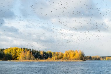 Büyük bir kaya midyesi sürüsü Kymijoki nehrinin üzerinde uçuyor ve suyun üzerinde oturuyor. Kuşlar güneye göç etmeye hazırlanıyor..