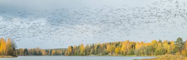 A big flock of barnacle gooses is flying above the river Kymijoki. Birds are preparing to migrate south. clipart