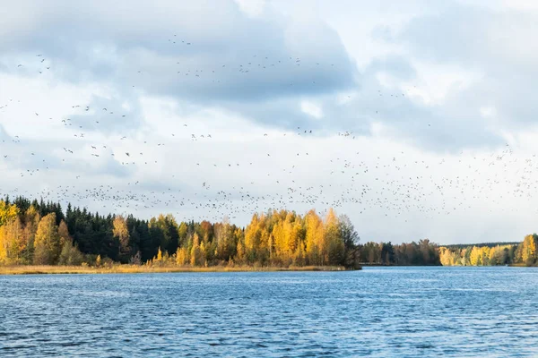 Een grote kudde brandgans vliegt boven de rivier de Kymijoki. Vogels bereiden zich voor om naar het zuiden te trekken.. — Stockfoto