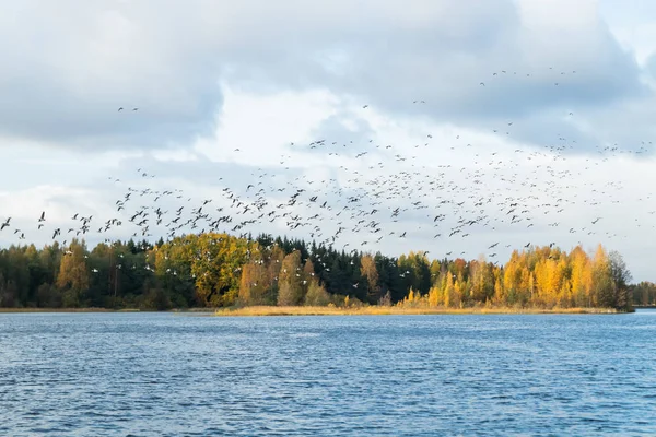 Een grote kudde brandgans vliegt boven de rivier de Kymijoki. Vogels bereiden zich voor om naar het zuiden te trekken.. — Stockfoto