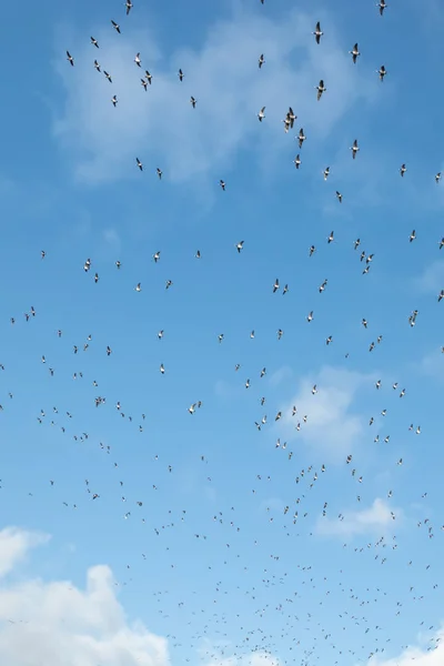 Een grote kudde brandgans vliegt op een blauwe hemelse achtergrond. Vogels bereiden zich voor om naar het zuiden te trekken.. — Stockfoto