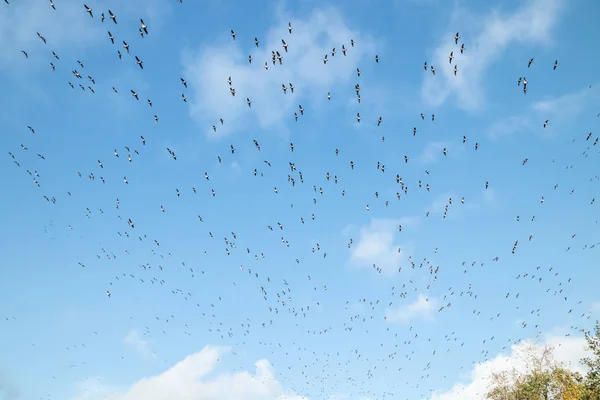 Um grande bando de gansos está voando sobre um fundo azul do céu. As aves estão se preparando para migrar para o sul . — Fotografia de Stock