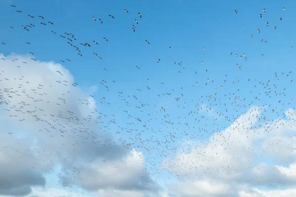 Vor blauem Himmel fliegt eine große Schar Schlangengänse. Vögel bereiten sich auf den Zug nach Süden vor. — Stockfoto