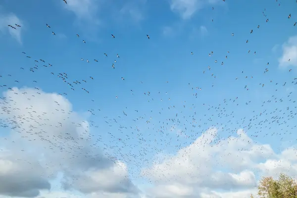 Vor blauem Himmel fliegt eine große Schar Schlangengänse. Vögel bereiten sich auf den Zug nach Süden vor. — Stockfoto