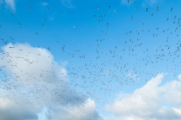 Um grande bando de gansos está voando sobre um fundo azul do céu. As aves estão se preparando para migrar para o sul . — Fotografia de Stock