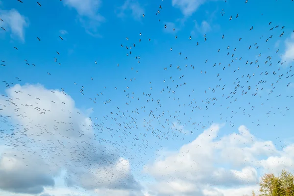 Um grande bando de gansos está voando sobre um fundo azul do céu. As aves estão se preparando para migrar para o sul . — Fotografia de Stock