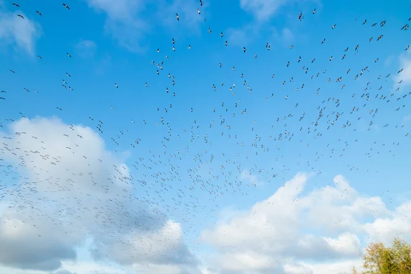 Vor blauem Himmel fliegt eine große Schar Schlangengänse. Vögel bereiten sich auf den Zug nach Süden vor. — Stockfoto