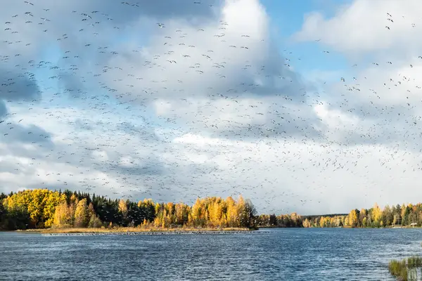 Een grote kudde brandgans vliegt boven de rivier de Kymijoki en zit op het water. Vogels bereiden zich voor om naar het zuiden te trekken.. — Stockfoto