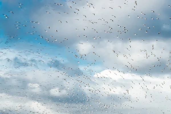 Um grande bando de gansos está voando sobre um fundo azul do céu. As aves estão se preparando para migrar para o sul . — Fotografia de Stock