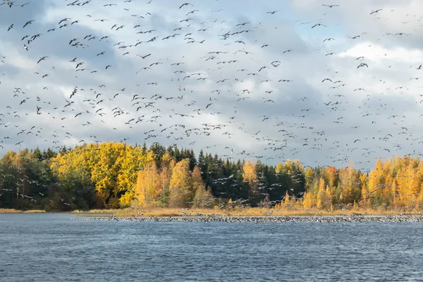 Een grote kudde brandgans vliegt boven de rivier de Kymijoki en zit op het water. Vogels bereiden zich voor om naar het zuiden te trekken.. — Stockfoto