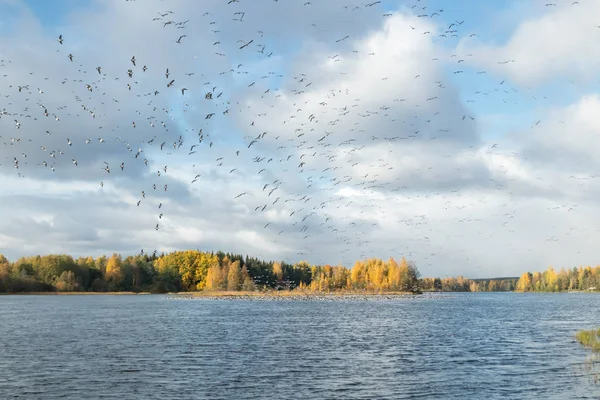 Een grote kudde brandgans vliegt boven de rivier de Kymijoki en zit op het water. Vogels bereiden zich voor om naar het zuiden te trekken.. — Stockfoto