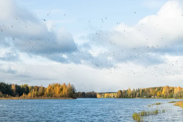 Een grote kudde brandgans vliegt boven de rivier de Kymijoki. Vogels bereiden zich voor om naar het zuiden te trekken.. — Stockfoto