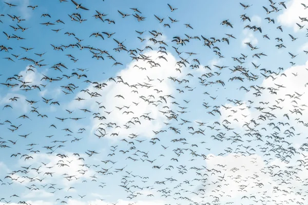Vor blauem Himmel fliegt eine große Schar Schlangengänse. Vögel bereiten sich auf den Zug nach Süden vor. — Stockfoto