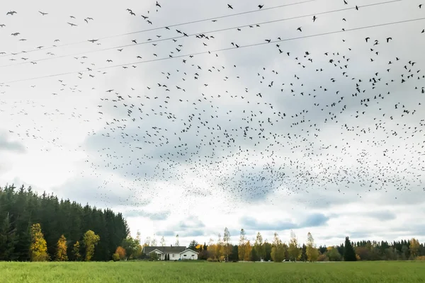 Una gran bandada de gallinas de los percebes está volando por encima del campo. Las aves se preparan para migrar al sur . — Foto de Stock