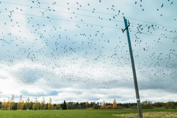 Um grande bando de gansos está voando acima do campo. As aves estão se preparando para migrar para o sul . — Fotografia de Stock