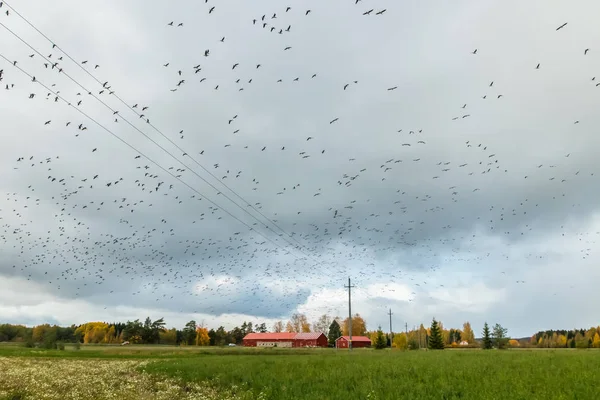 Eine große Schar Seegras-Gänse fliegt über das Feld. Vögel bereiten sich auf den Zug nach Süden vor. — Stockfoto