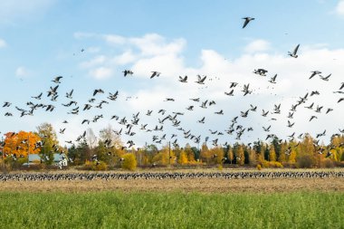 A big flock of barnacle gooses is flying above the field. Birds are preparing to migrate south. clipart