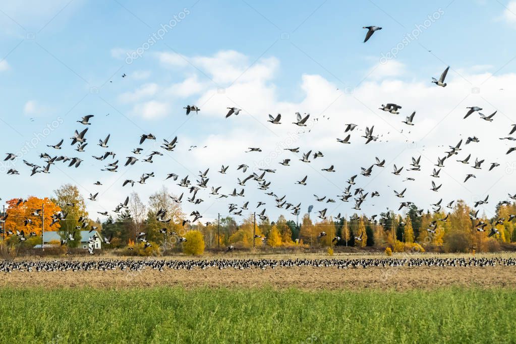 A big flock of barnacle gooses is flying above the field. Birds are preparing to migrate south.