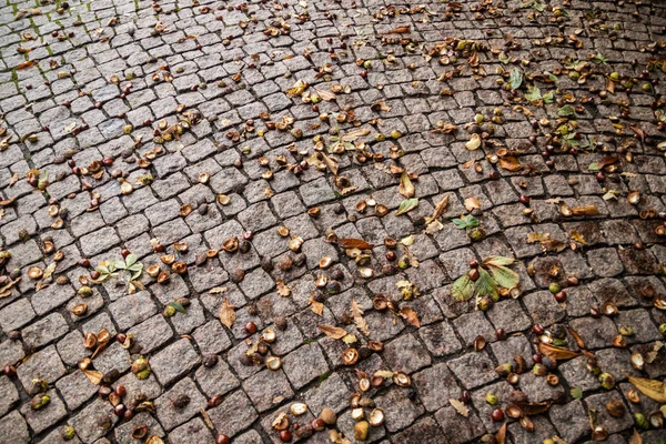Chestnut fruit on the pavement at autumn — Stock Photo, Image