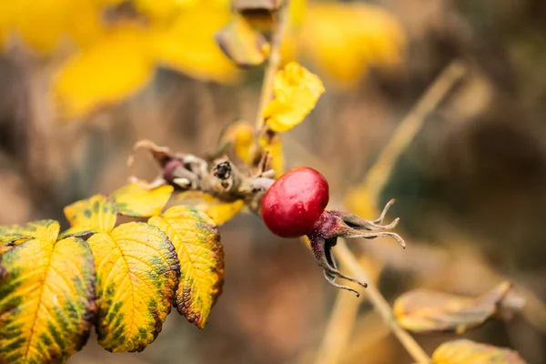 Rosa rugosa rosa canina arancione e foglie gialle nel tardo autunno — Foto Stock