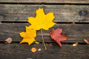 Güzel bir sonbahar arkaplanı ve eski tahta üzerinde üç akçaağaç yaprağı..