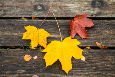 Güzel bir sonbahar arkaplanı ve eski tahta üzerinde üç akçaağaç yaprağı..