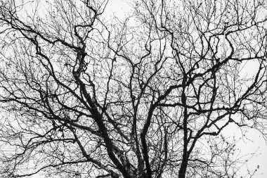 Sonbahar gökyüzü arka planında ağaç dalları silueti