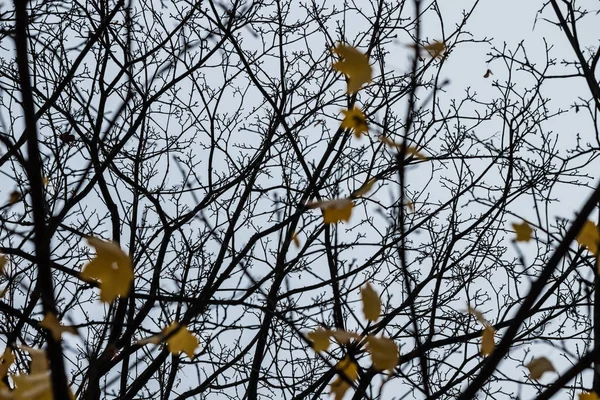Silhouette di rami d'albero su uno sfondo di cielo di autunno — Foto Stock