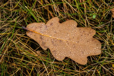 Yeşil çimenlerdeki çiğ taneleriyle birlikte düşen meşe yaprağı..