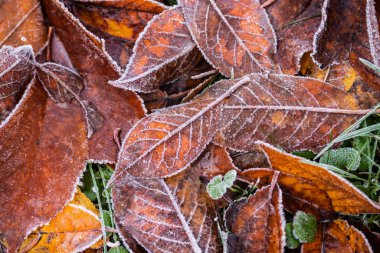 Buzla kaplı çimenlerin üzerinde donmuş kiraz yaprakları.