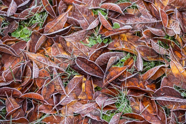 Gefrorene Kirschblätter auf dem Gras, das mit Frost bedeckt ist — Stockfoto