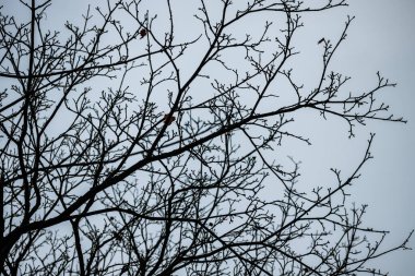 Sonbahar gökyüzü arka planında ağaç dalları silueti