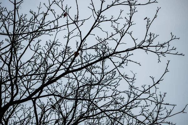 秋の空を背景に木の枝シルエット — ストック写真