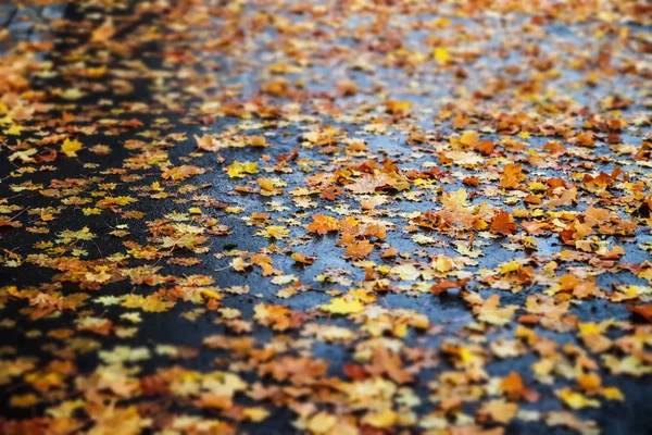 Maple leaves on wet asphalt - autumn background with selective focus and blur — Stock Photo, Image