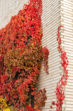 Sonbaharda Partenocissus quinquefolia ile tuğla duvar