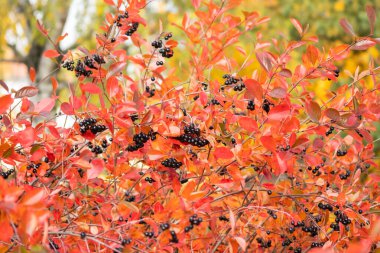 Sonbaharda böğürtlen dalları ve kırmızı boğaz yaprakları.