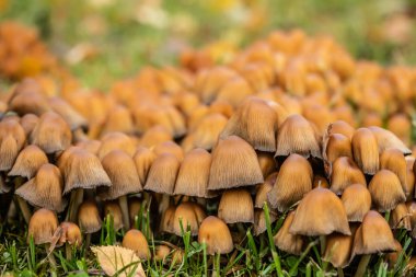 Coprinus micaceus mushroom in the autumn park