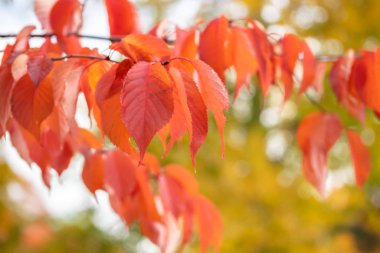 Güneşli sonbahar gününde dalda kırmızı yapraklar