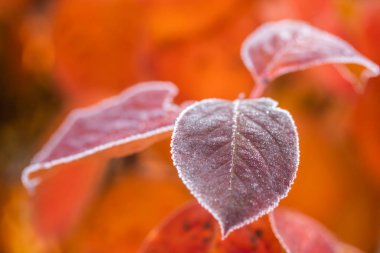 Güzel kızıl aronya yaprakları soğuk bir kenarla.