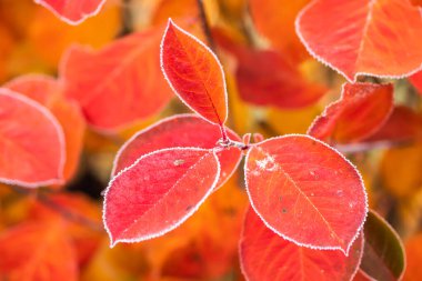 Güzel kızıl aronya yaprakları soğuk bir kenarla.