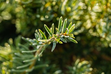 Kozalaklı ağaç yaprakları sonbaharda buzulla kaplanır. Bokeh etkisi.