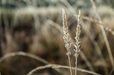 Güneşli sonbahar sabahında donmuş kuru çimenler. Bokeh etkisi.