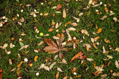 Opened horse chestnut shells and leaves and oak leaves on the green grass. clipart