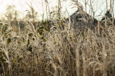 Güneşli sonbahar sabahında donmuş kuru çimenler. Bokeh etkisi.