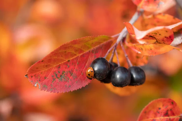 Rami con coccinella su bacche nere e foglie rosse di chokeberry in autunno . — Foto Stock